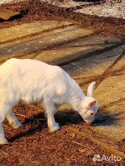 Козы козлята козочки