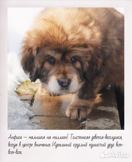 Тибетский мастиф щенки