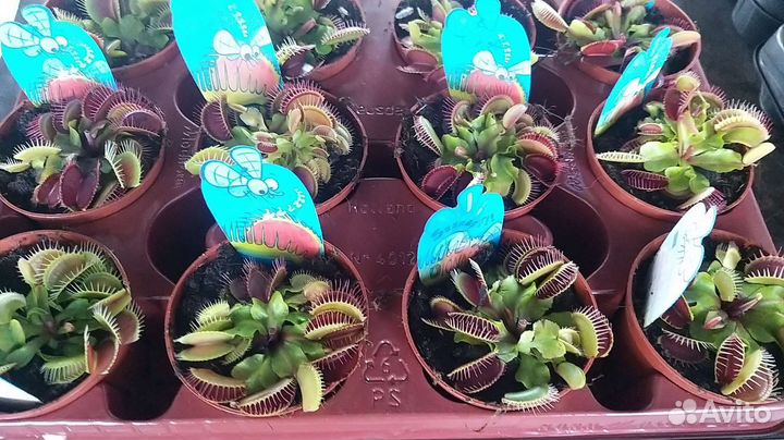 Венерина мухоловка