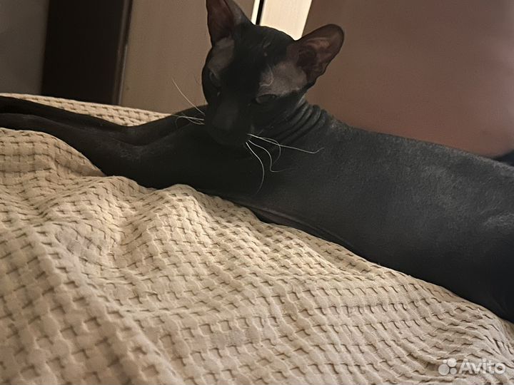 Донской сфинкс вязка