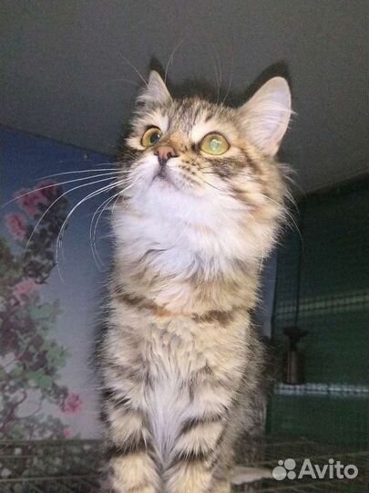 Нежная красавица