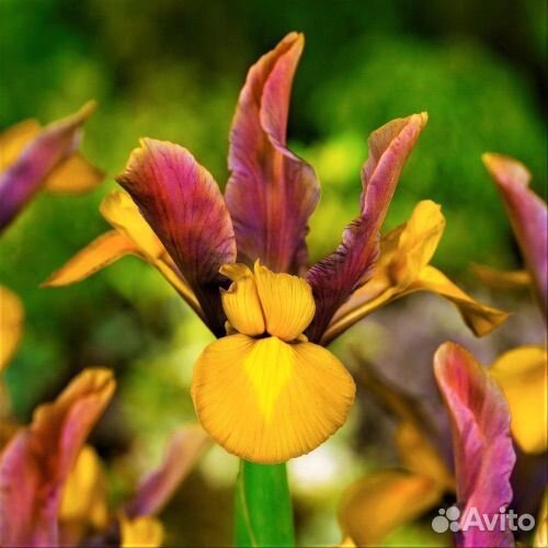 Ирисы луковицы