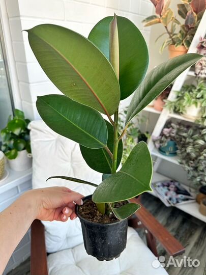 Фикусы Эластика