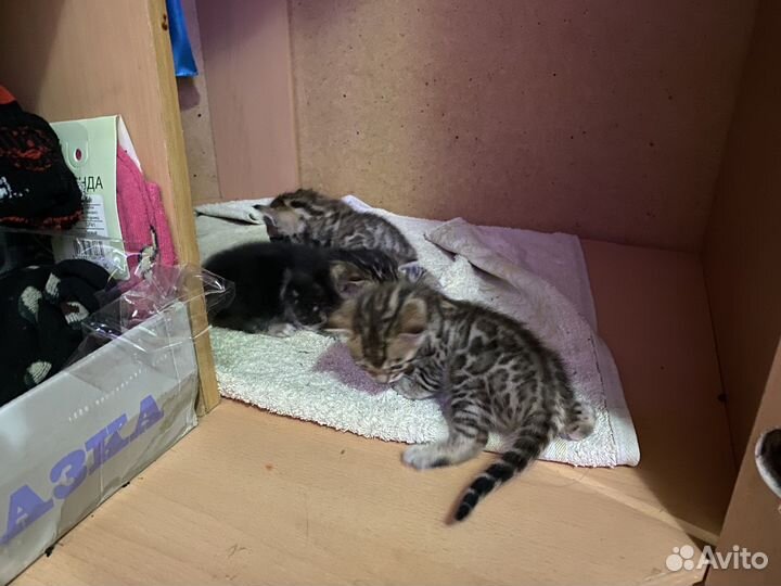 Бенгальская