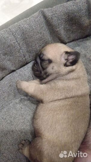 Щенки мопса