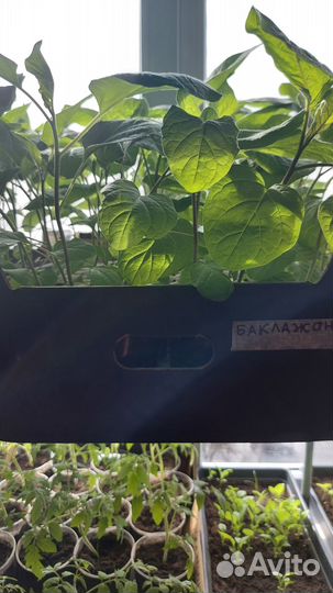 Продажа рассады