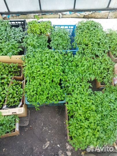 Продаётся рассада