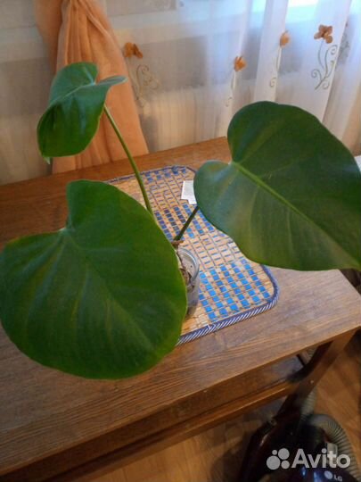 Монстера delica