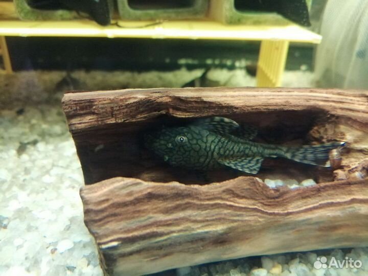 Сомы: l393, l333, 401, коридорас золотистый