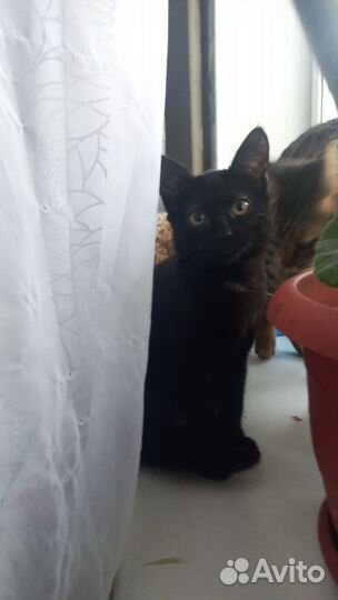 Дора ищет новый дом