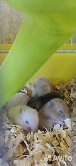 Джунгарские хомячки