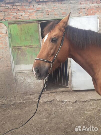 Продам уздечку для выводки