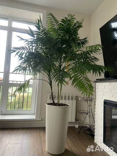 Хамедорея цветы в горшке