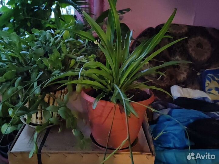 Хлорофитум, декабрист, фиалка розовая