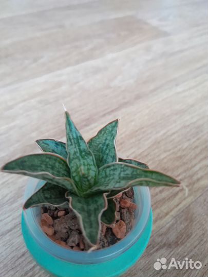 Сансевиерии сортовые и суккуленты часть 4