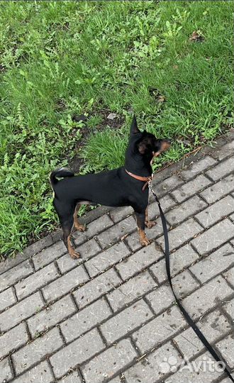 Метиис цвергпинчера мальчик вязка