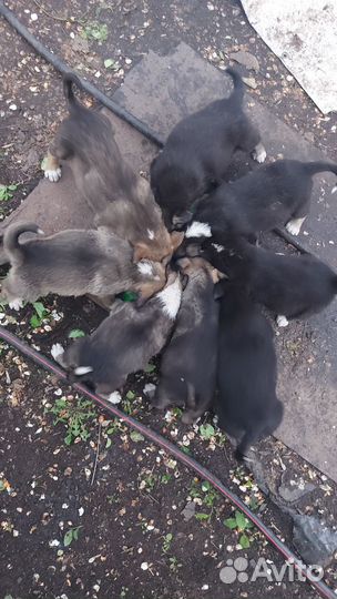 Щенки
