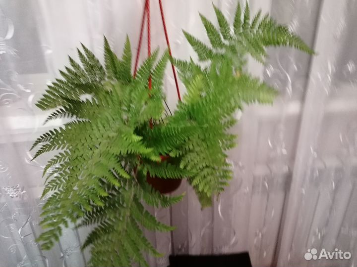 Папоротник, аглаонемы