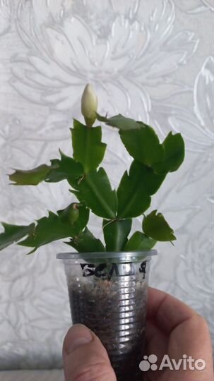 Декабрист шлюмбергера