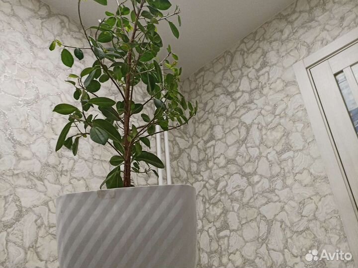 Фикус мокламе