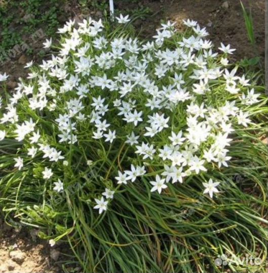 Растения для сада