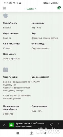 Крыжовник Консул (Сенатор)