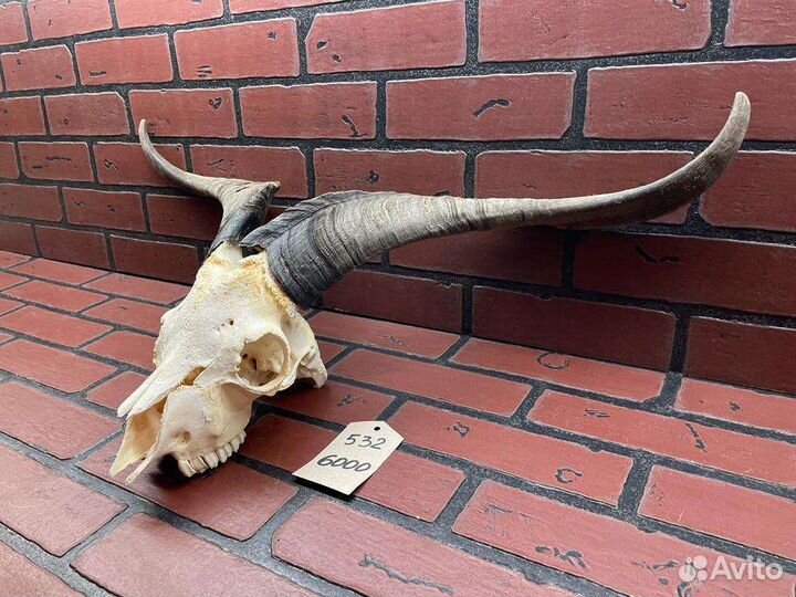 Череп козла