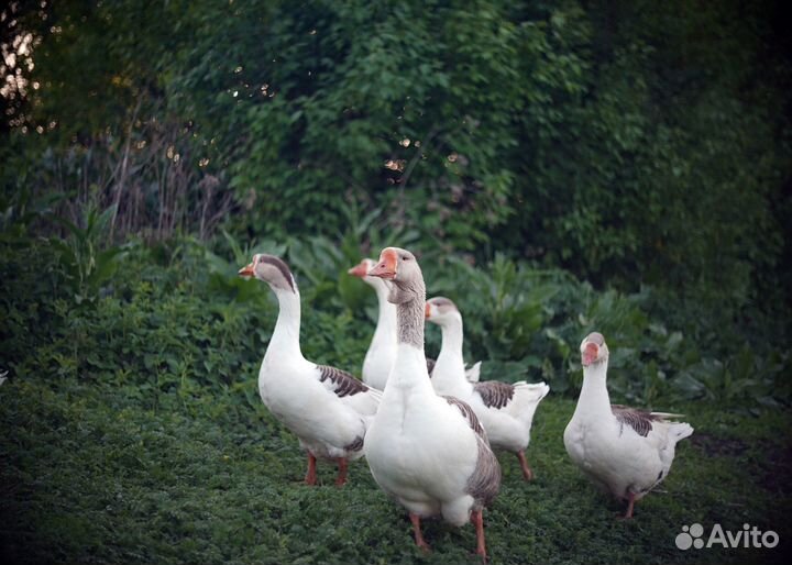 Объектив Гелиос-33 35/2 под Sony