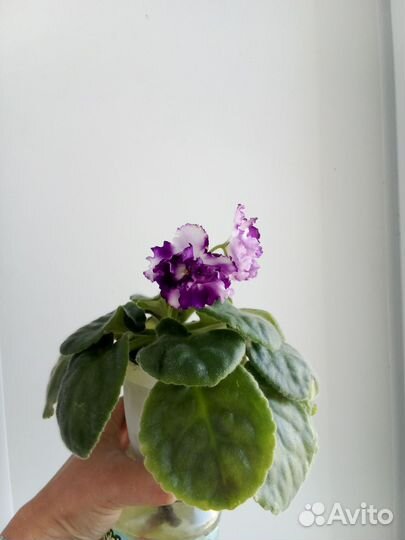 Фиалка взрослая Егорка молодец