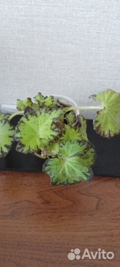 Бегония декоративно лиственная