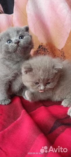 Шотландские котята