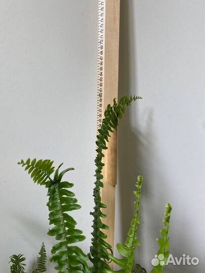 Папоротник