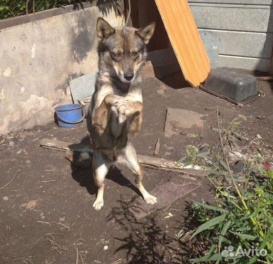 Собака в добрые руки