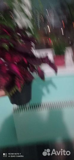 Замиокулькас, фикусы, колеус