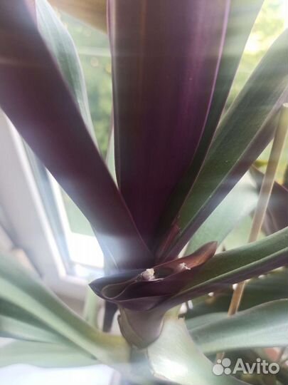 Комнатные растения цветы