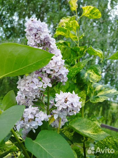 Многолетние садовые цветы