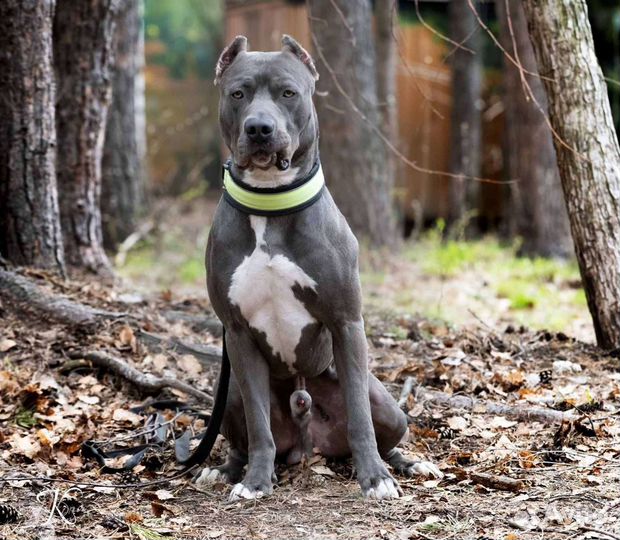 Вязка Питбуль