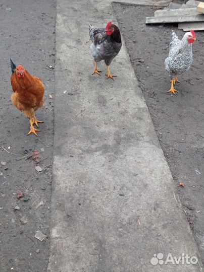 Молодые петухи