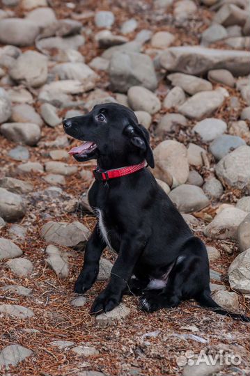 Шикарный мальчик 2,5 месяца в добрые руки