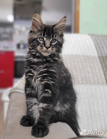 Котята мейн-кун