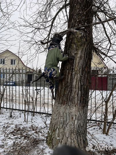 Голубой питбуль ищет невесту