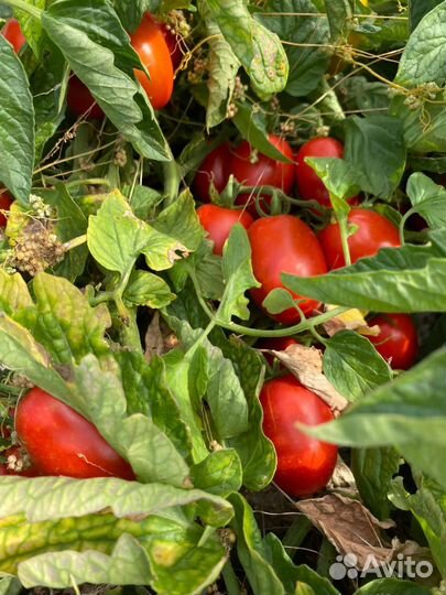 Помидоры оптом