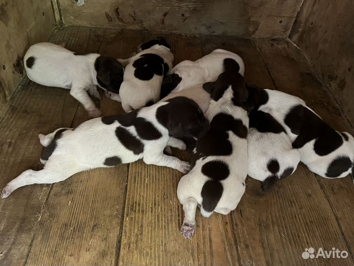 Щенки курцхаара