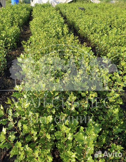 Тополь Пирамидальный без пуха саженцы