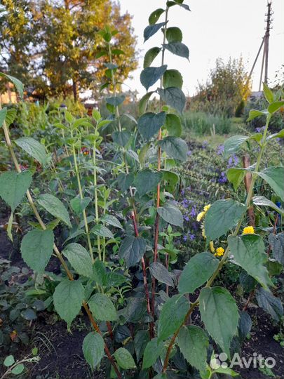 Жасмин садовый