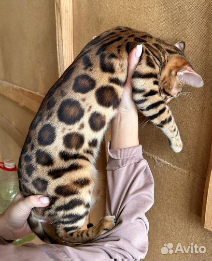 Бенгальский кот вязка