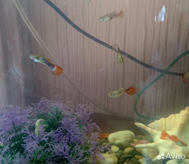 Аквариумные рыбки гуппи