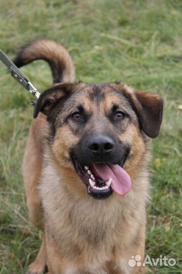 Молодой пёс станет замечательным другом