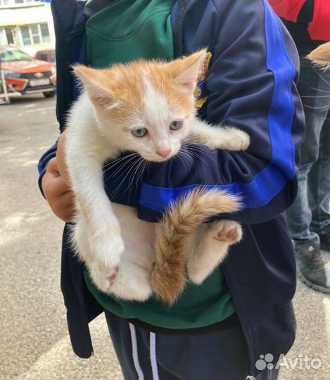 Котенок в добрые руки