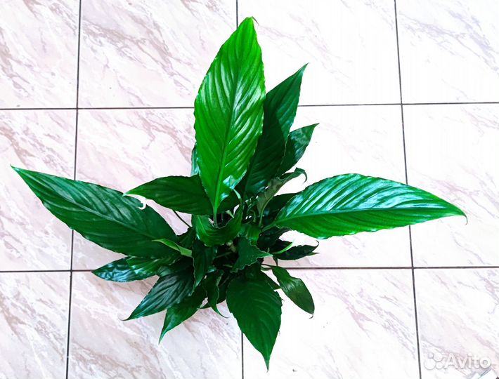 Спатифиллум